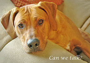 654 Rhodesian Ridgeback